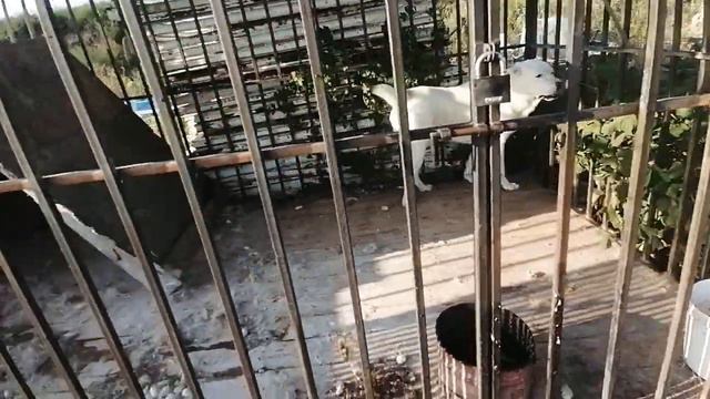 ОДНА ИЗ МОИХ ИСПОЛНЕННЫХ ДАЖЕ СТРАННЫХ МЕЧТ.первый алабай вживую,Анапа(после алабаенка моего города смотреть онлайн