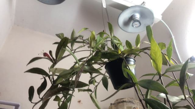 Lipstick plant at my semi indoor 10 Dec 2019 смотреть онлайн