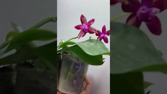 Орхидея фаленопсис Phal. Hybrid Purple