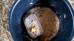 Тыква для коз.