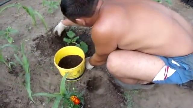 Как я сажаю кабачки смотреть онлайн