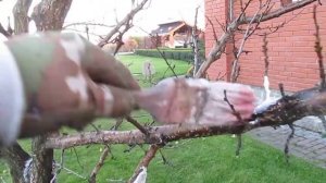 Побелка деревьев осенью. Как и когда белю деревья.