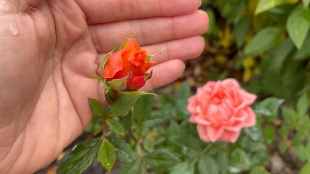 ГУЛЯЕМ ПО САДУ | УБИРАЕМ ЛЕТНИЕ ВЕЩИ | ЗАКУПКА ПРОДУКТОВ | КРЕВЕТКИ В СЛИВОЧНОМ СОУСЕ | МИЛОЕ КАШПО