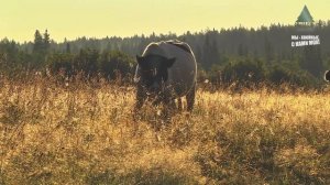 Как легко изучить буквицу? Буквицу нужно петь! #буквица
