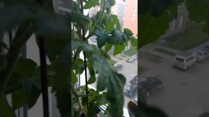 Томаты Черри"Снегирёк" выращиваю на подоконнике.