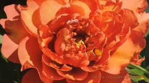 Пион ито Коппер Кеттл (paeonia copper kettle) ? обзор: как сажать, саженцы пиона Коппер Кеттл