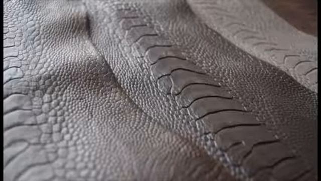 Кожа страуса  Фермер.Ру Главный фермерский портал все о бизнесе в