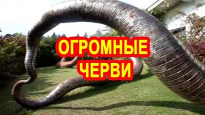 Гигантские черви, которые действительно существуют.