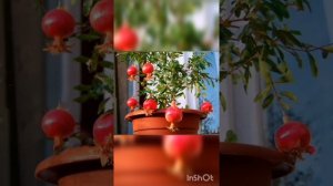 Как вырастить гранат из косточки ? Это САМЫЙ лёгкий способ вырастить гранат с косточки!
