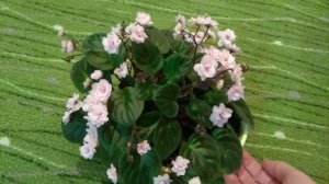 Фиалка  Rob's Vanilla Trail. Обзор.