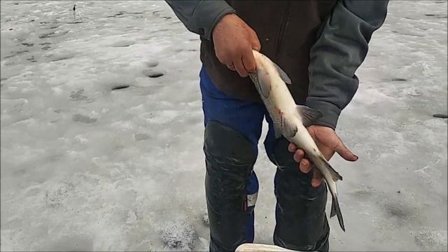 Рыбацкое счастье под конец сезона улыбнулось рыбаку. Клёвое место, Лосиный остров, нижний водоём.