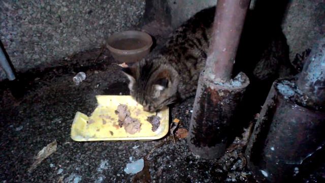 Мороз зима кормим бездомную кошку! The cold winter we feed a stray cat! смотреть онлайн