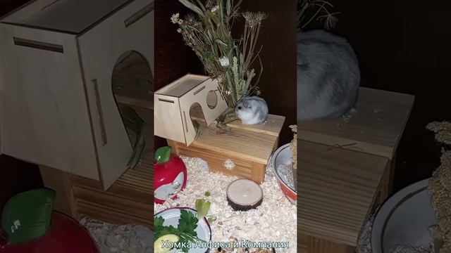 Карликовый хомячок Красавчик