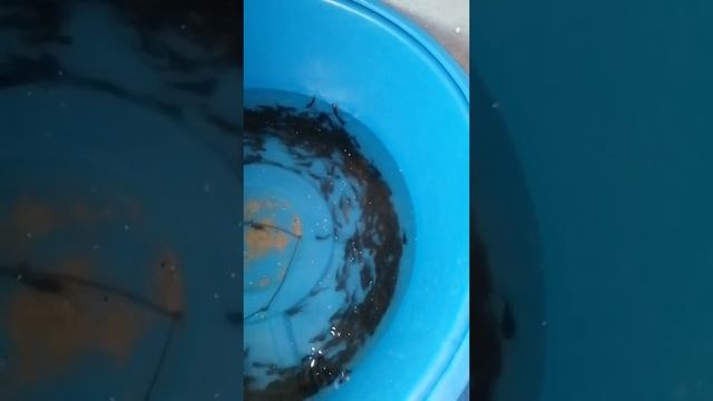 малек клариевого сома смотреть онлайн