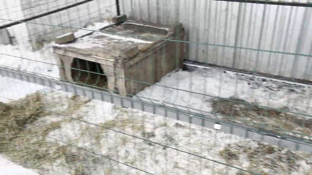 НЕ БРОСАЙТЕ СВОИХ ДРУЗЕЙ #жизньсобак #приютдлясобак #помощьсобакам