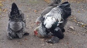 куры Брама темная декоративные мясо яичные куры