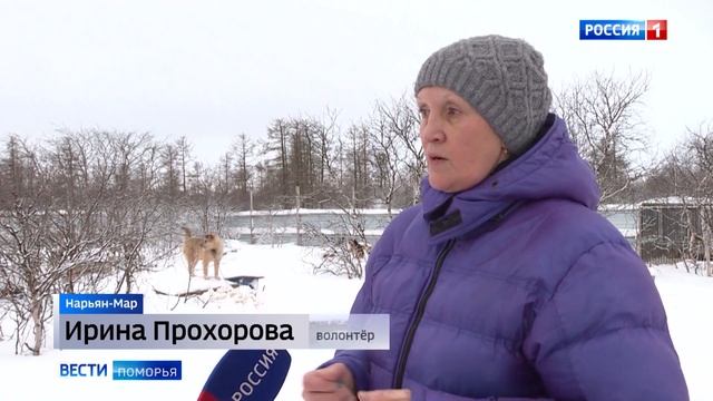 Приют для бездомных собак в Нарьян-Маре просит помощи смотреть онлайн