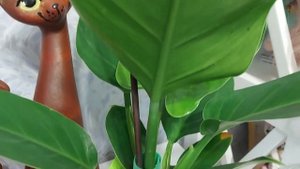 Изумрудный филодендрон Imperial Green