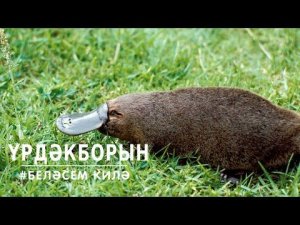 БЕЛӘСЕМ КИЛӘ: үрдәкборын / Утконос / Duckbill