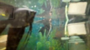 Кормление рыб кабачком