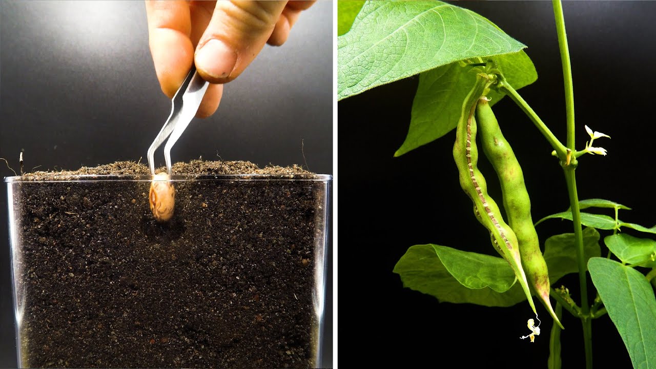 Выращивание Клюквенной фасоли, от семян до стручков за 42 дня - создано Boxlapse
