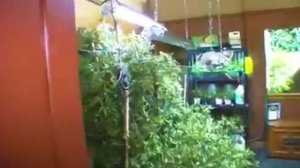 Бабушка подставила внука ржач