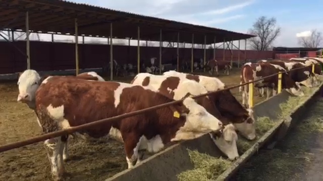 Продажа племенных симменталов из Европы.Порода СИММЕНТАЛ. +79063333941 КамАгро.