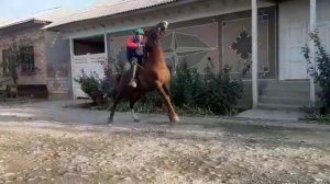 Карабаир Ноокат. ГУЛИСТАН