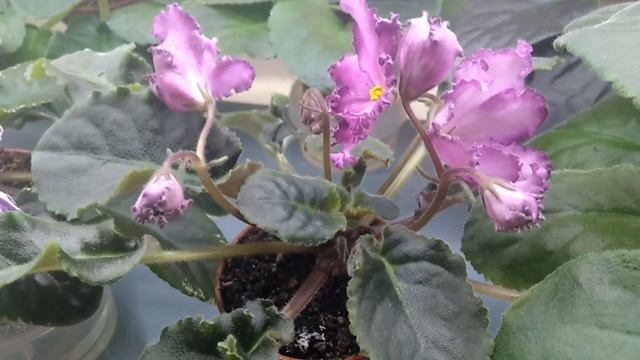 Цветущая полочка Фиалки с листвой лонгифолия смотреть онлайн