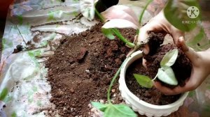 How to re-pot Pink Syngonium! Easiest way to re-pot! #Gardening #Plants #Repot