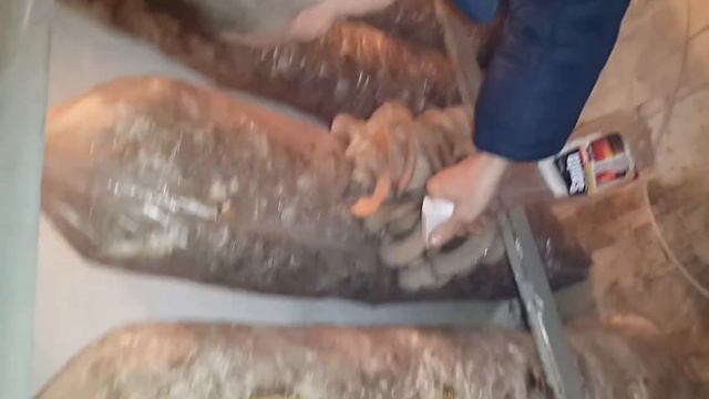 Выращивание грибов королевская вешенка