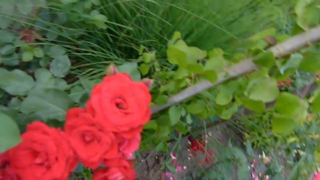 Цветение розы Никколо Паганини).Добро пожаловать на просмотр. смотреть онлайн