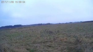 # 19 Охота с легавой на бекаса и куропаток в Беларуси. Охота с дратхааром по перу.