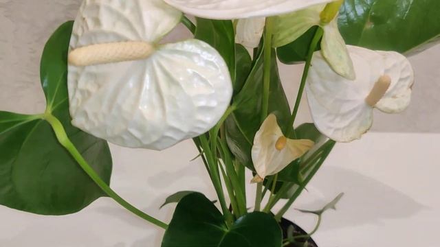 Цветы Вместе - Anthurium Montana Royal White / Антуриум Монтана Роял Уайт