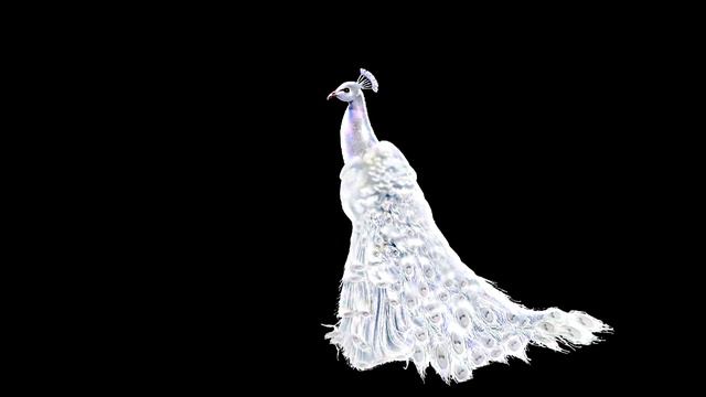 ПАВЛИН Футаж смотреть онлайн