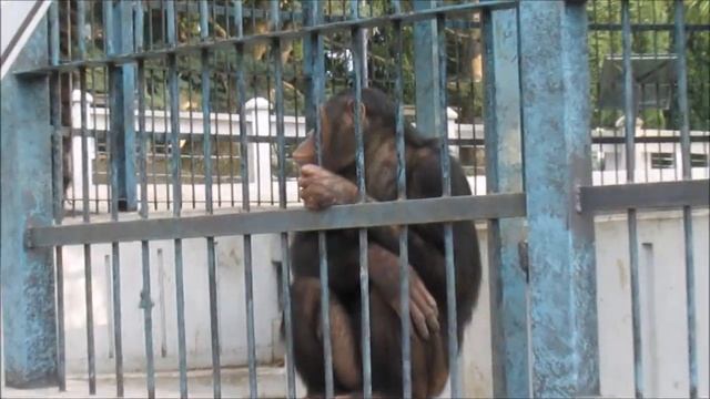 В Ялта Интурист с детьми весной Достопримечательности территории отеля и зоопарк Набережная смотреть онлайн