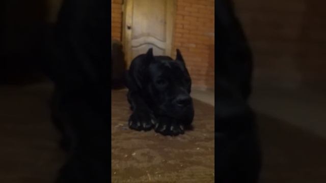 Чёрная Кане Корсо спит... #canecorso #russia #лес #собака #дача #канекорсо #dog