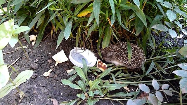 Маленький ежик кушает смотреть онлайн