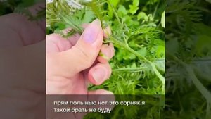 Сушим травы на зиму тысячелистник