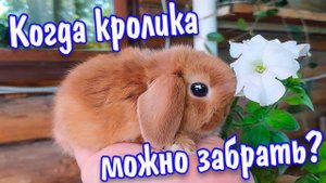 В каком возрасте кролика можно забирать и отсаживать