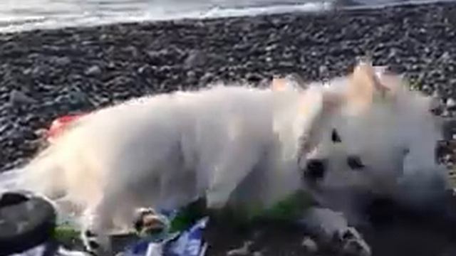 НЕМЕЦКИЙ ШПИЦ.  СНЕЖУЛЯ НА МОРЕ.