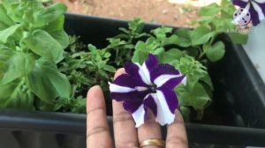 Petunia plant care in Malayalam//പെറ്റുനിയ അറിയേണ്ടതെല്ലാം/31-10-2020||How to grow Petunia