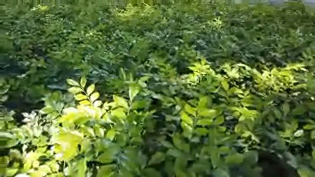 arcovia city megaworld смотреть онлайн