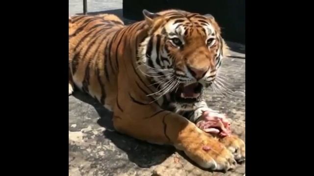 Ужасный Рык ТИГРА! Рычание тигра - Как рычит Тигр Видео, Злой ТИГР - Tiger Roaring смотреть онлайн