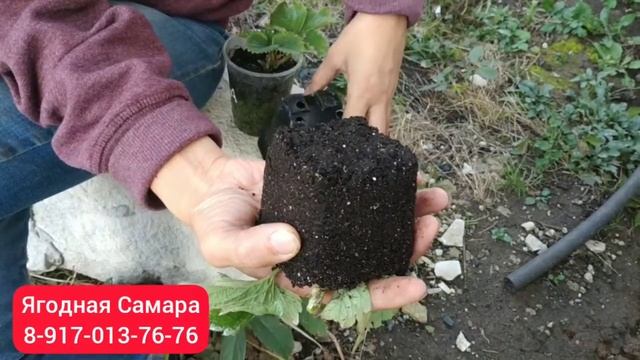 Итоги эксперимента с рассадой клубники Мальвина смотреть онлайн