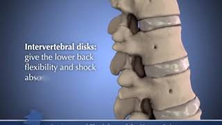 Анатомия и физиология позвоночника. смотреть онлайн