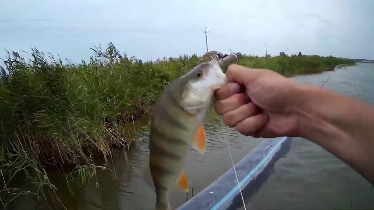 Снова ловим окуней на Андреевском :-) #NIK_72 смотреть онлайн