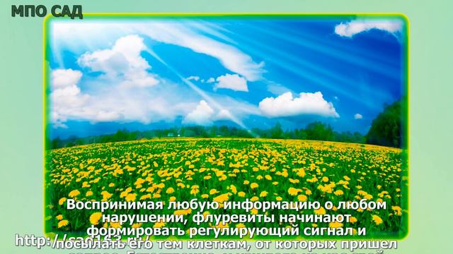 Презентация САД   Флуревиты   что это такое؟