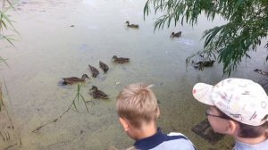 Кормление уток на пруду