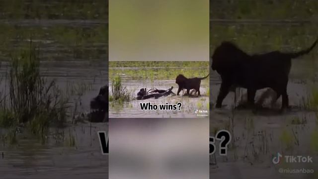 WILD ANIMALS HUNTING PREY COMPILATION #01